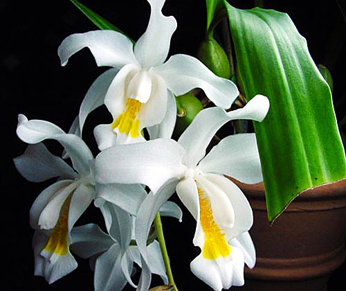 Coelogyne BLACK WHITE ibridi NEW blühstark orchidee orchidee 