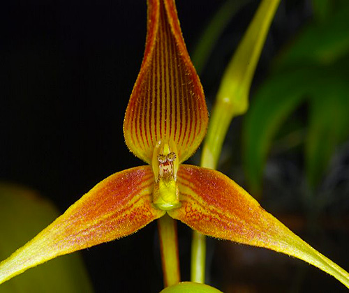 Bulbophyllum Kermesinum