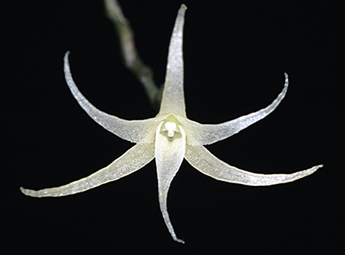 Taeniophyllum new species
